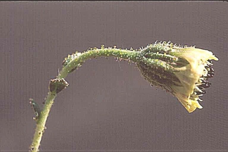 Blepharizonia 3