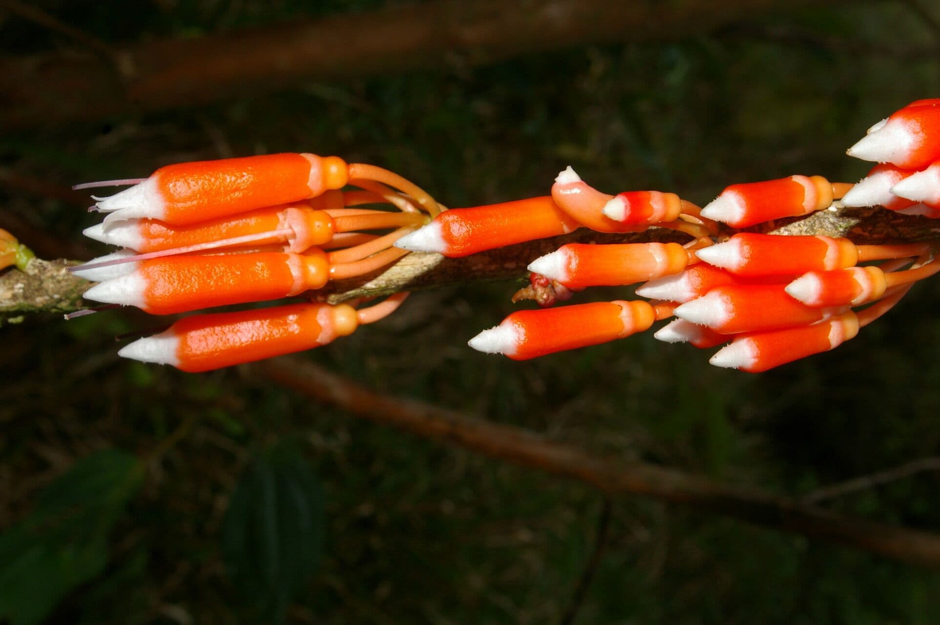 Psammisia ramiflora 3