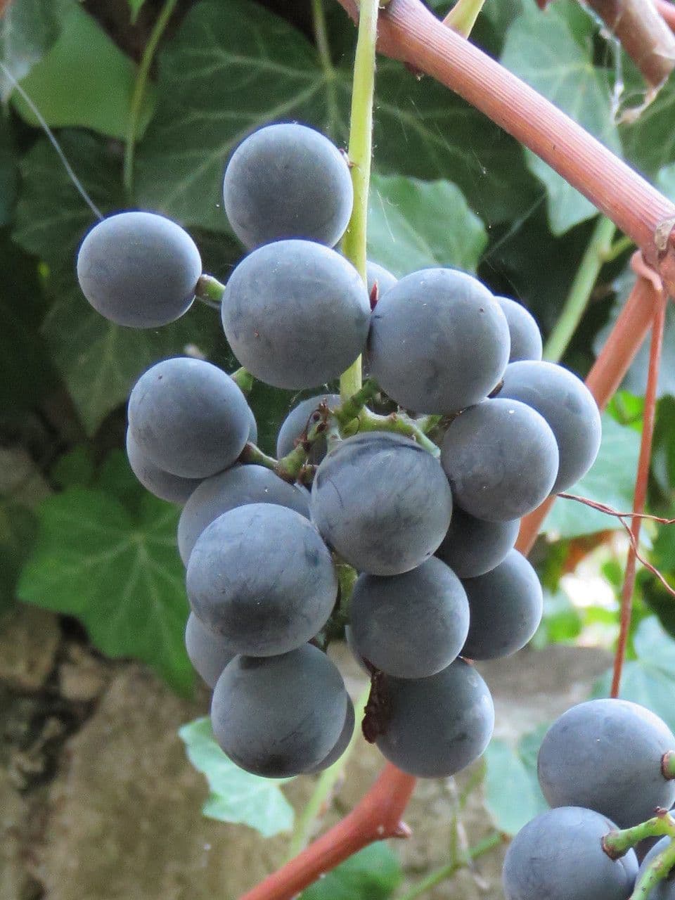Vinič 3