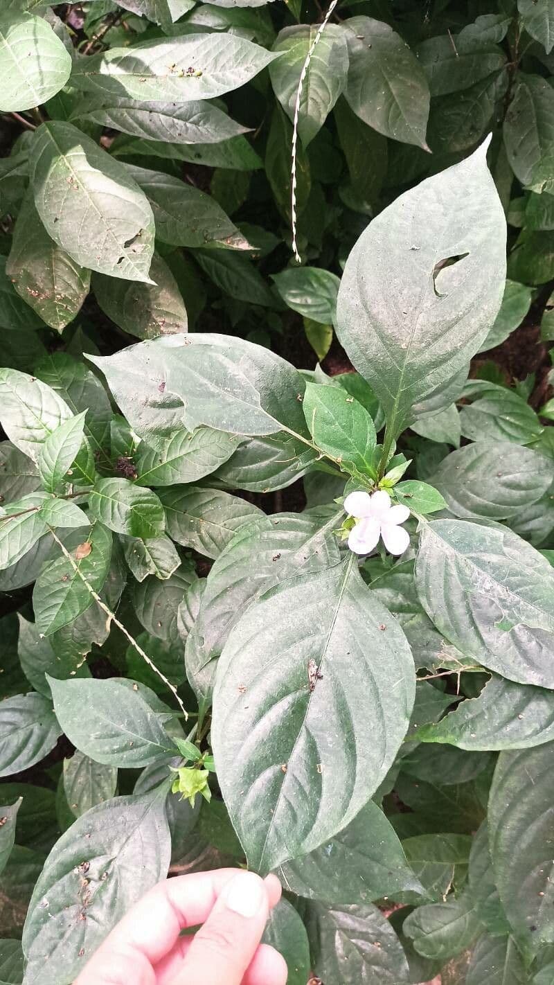 Barleria 11