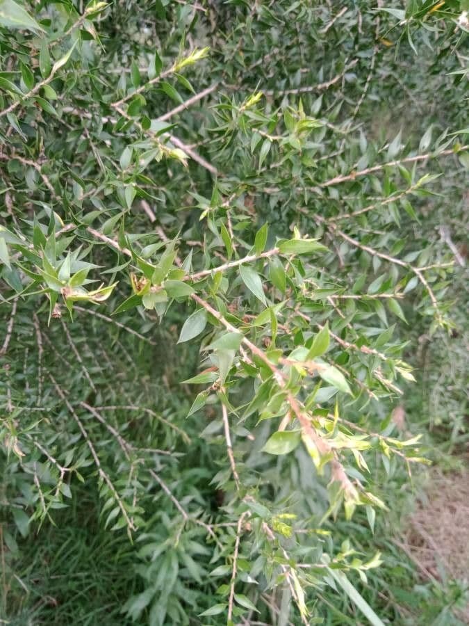 Melaleuca styphelioides 12