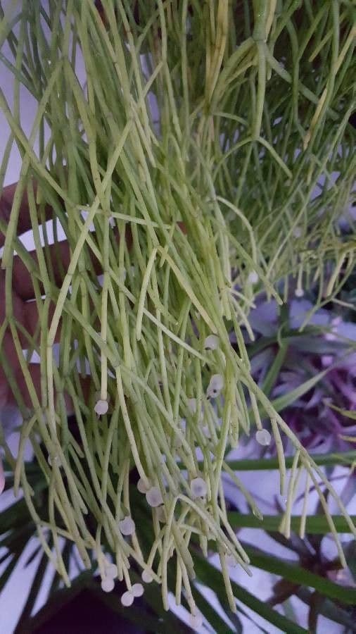 Rhipsalis clavata 10