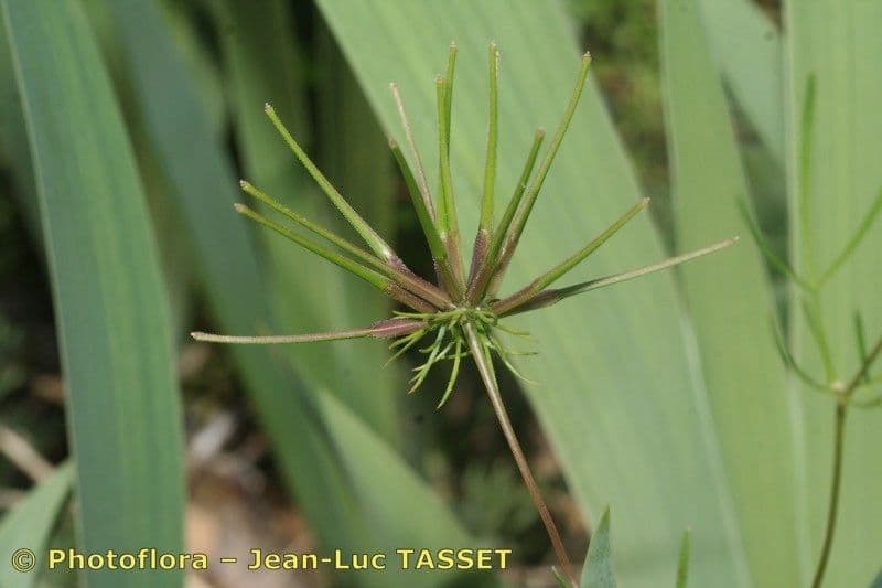 Scandice stellata 8