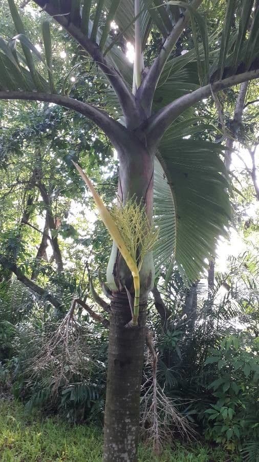 Palma Nikau 10