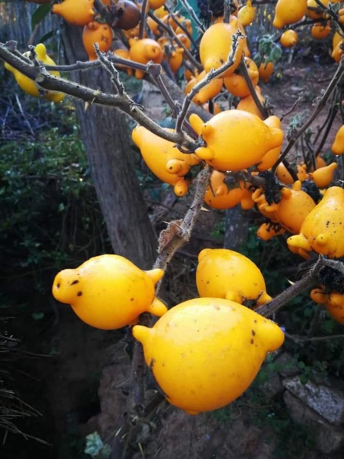 Solanum mammosum 15