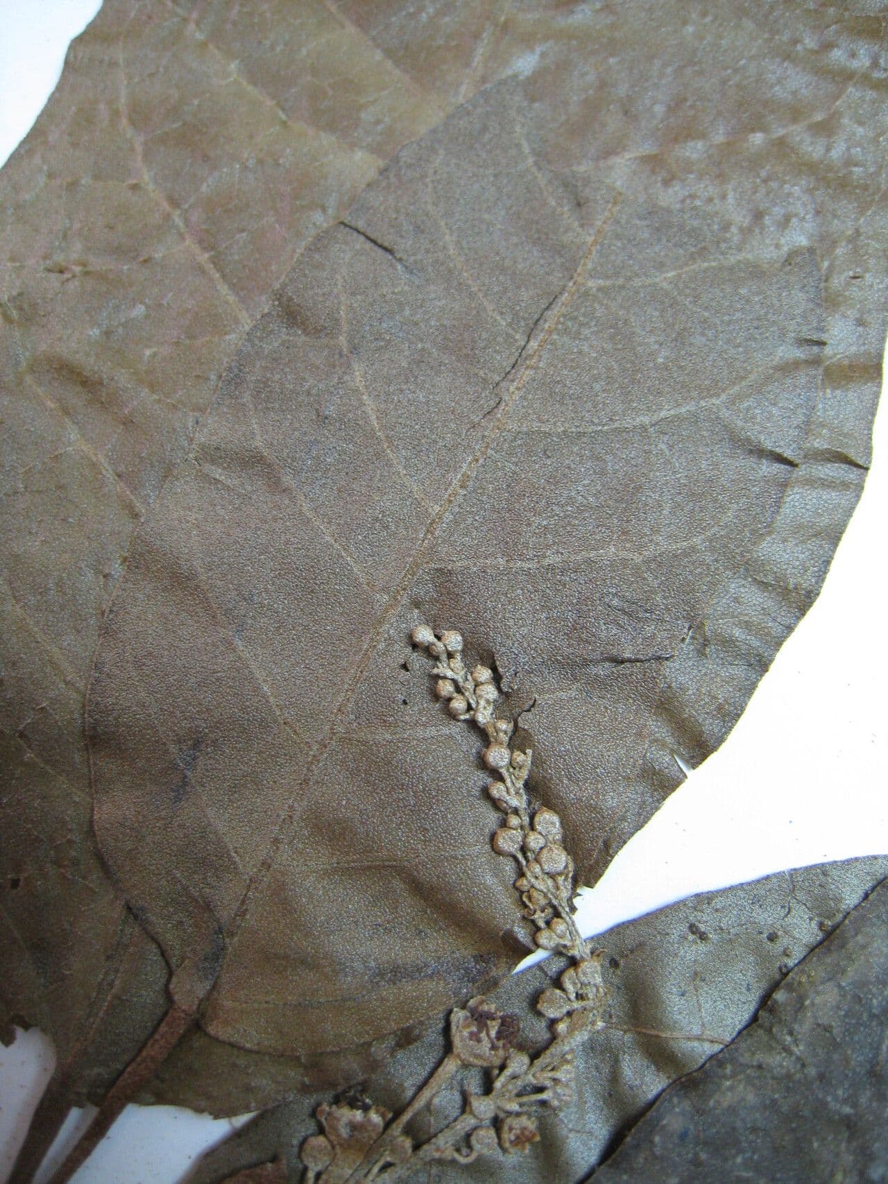 Croton 26