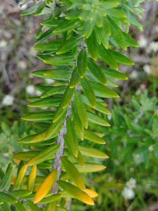 Westringia arbustiva 14