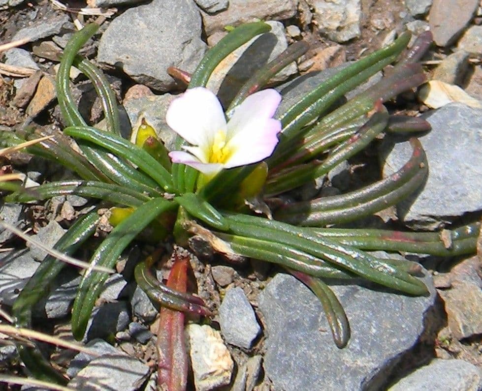 Calandrinia acaulis 11