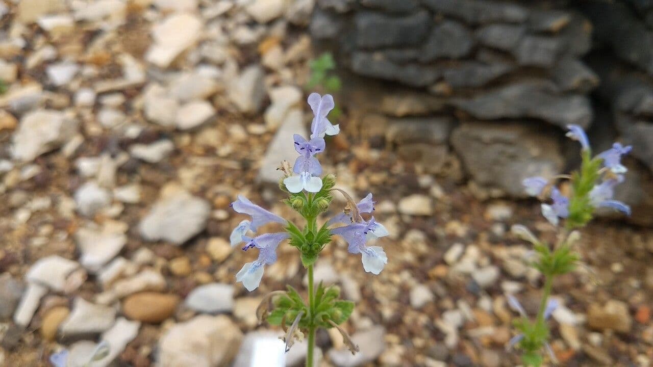 Erba gatta