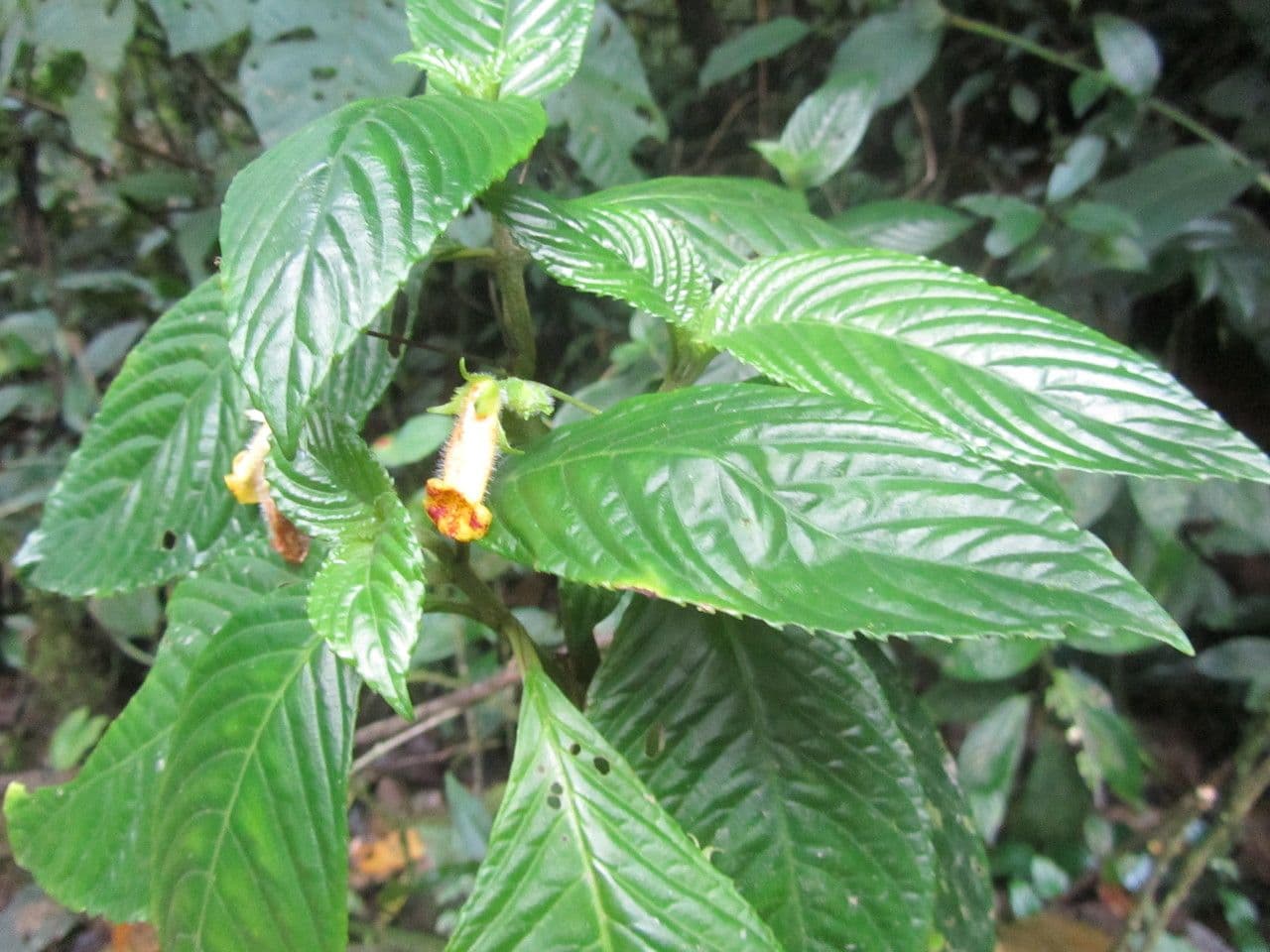 Gasteranthus 9