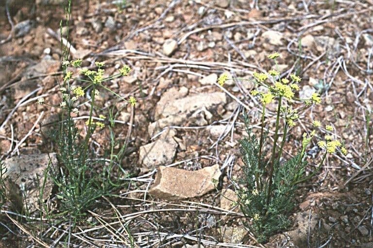 Lomatium 4