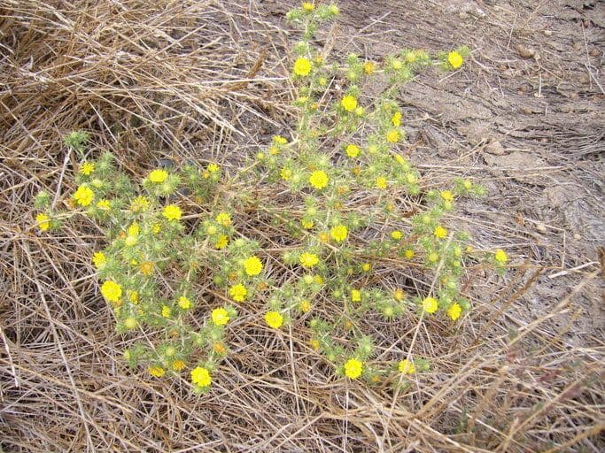 Centromadia parryi 6