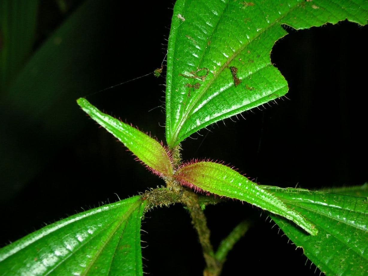 Miconia 9