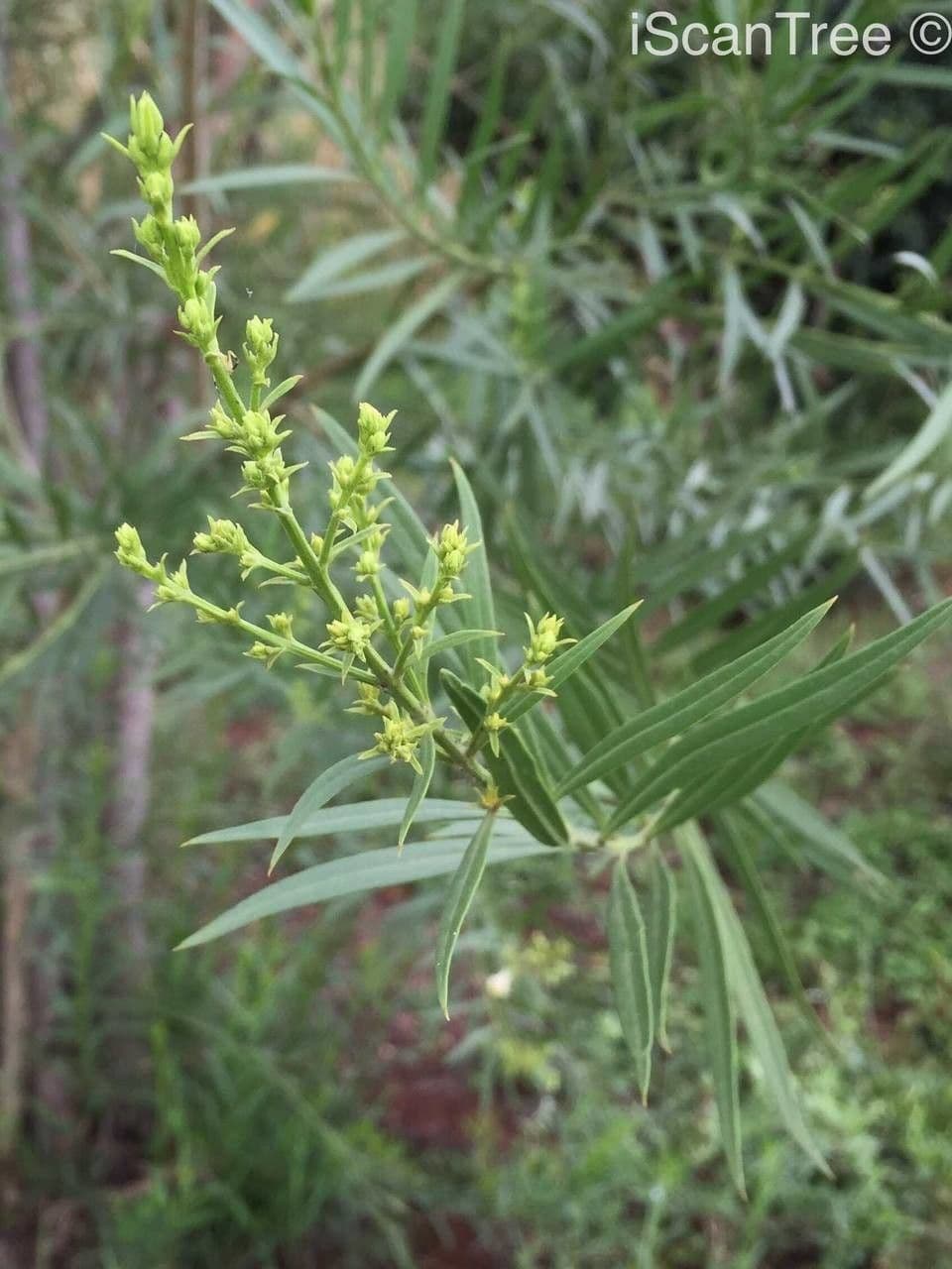 Freylinia 4