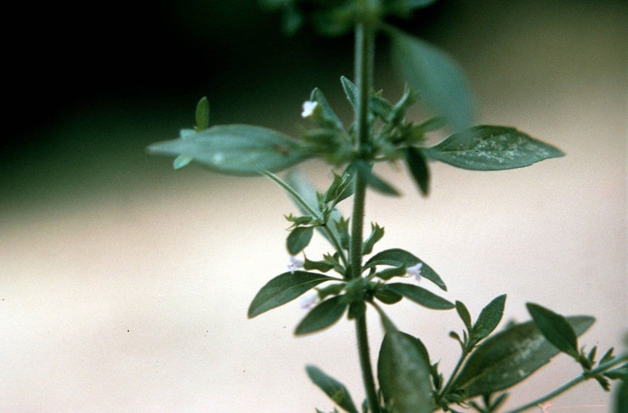 Hedeoma 10