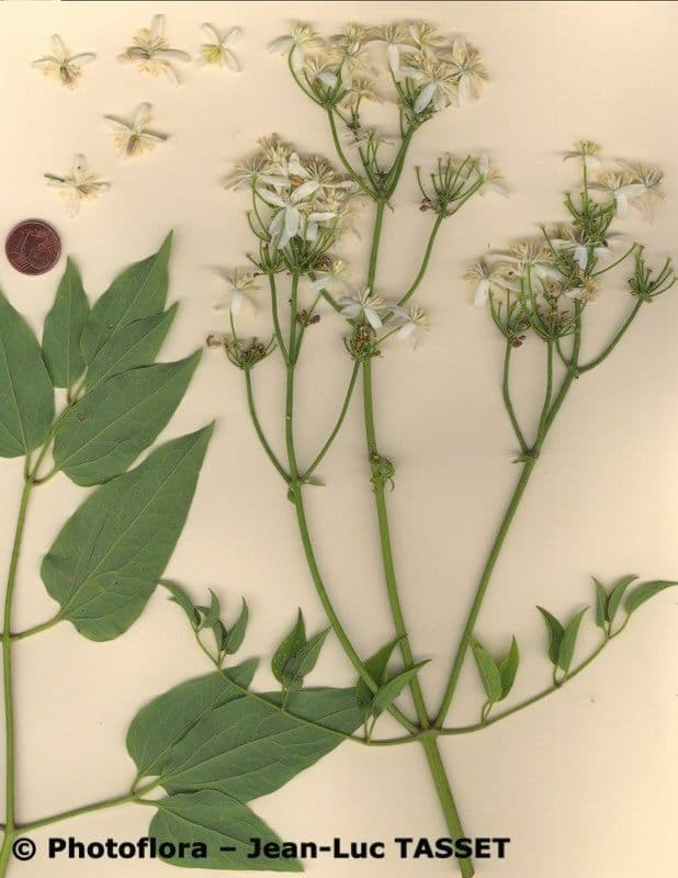 Clematis recta 25