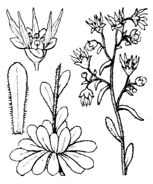 Sassifraga mutata 21