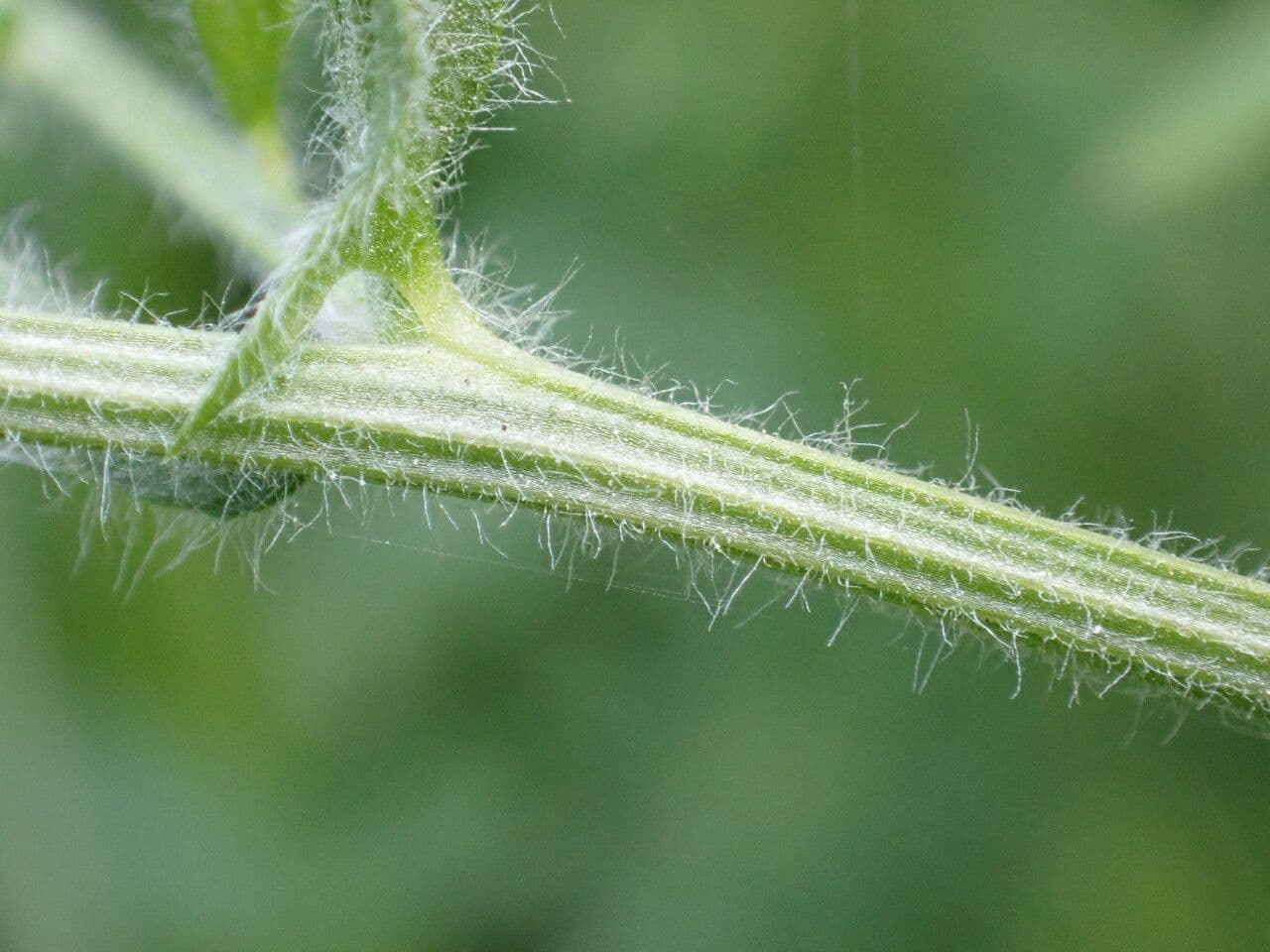Veccia pelosa 24