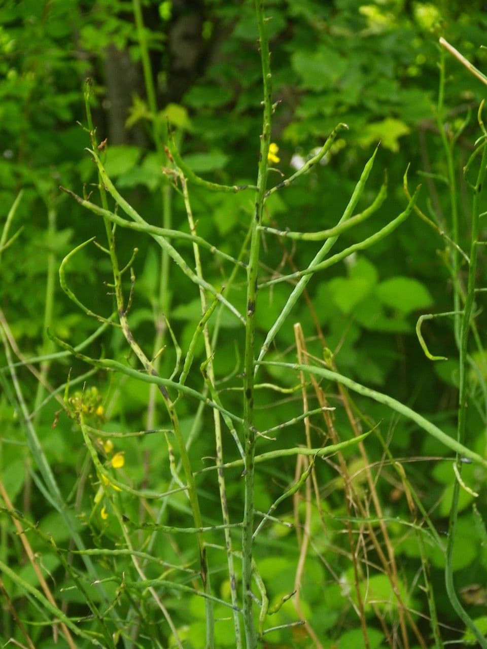 Erba cornacchia altissima 5