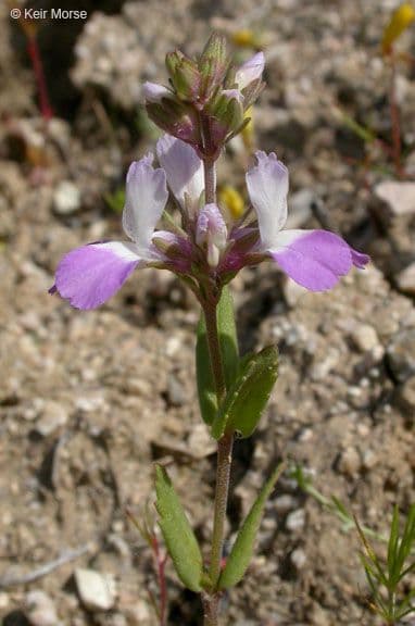 Collinsia bianca 9