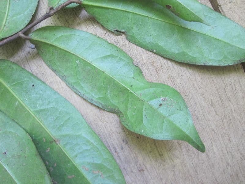 Tapura 9