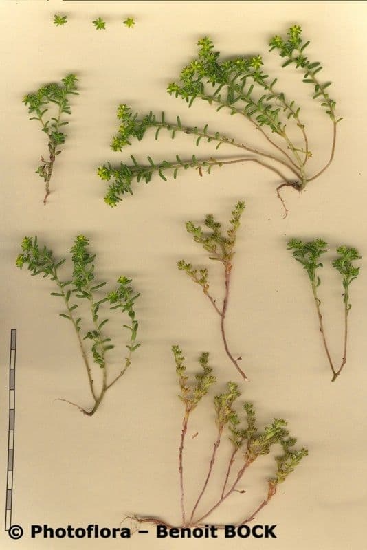 Borracina annuale 18