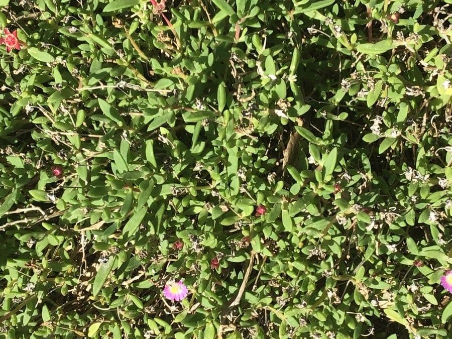 Delosperma 6