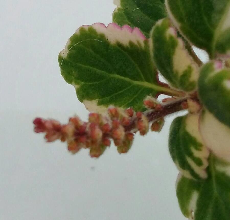 Plectranthus 22