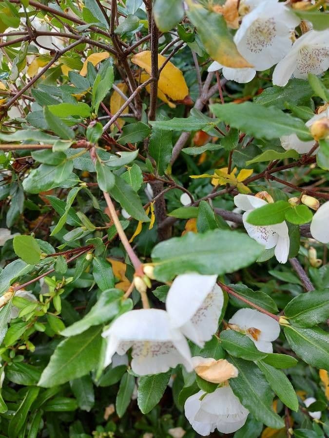 Eucryphia 17