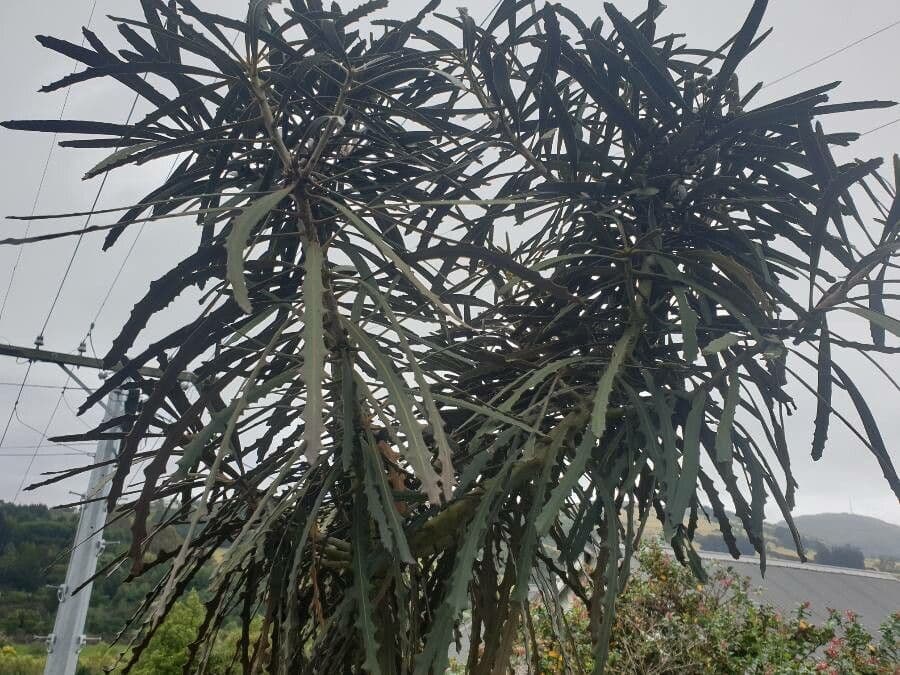 Pseudopanax 6
