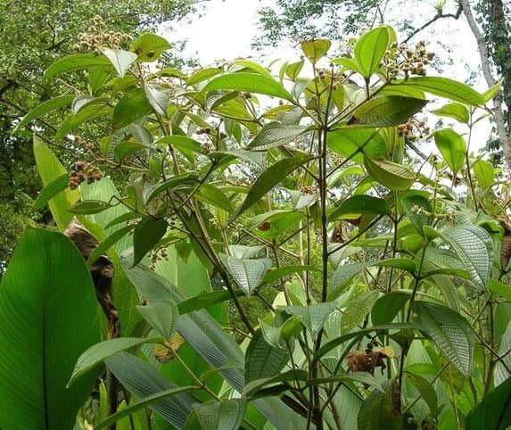 Miconia 19