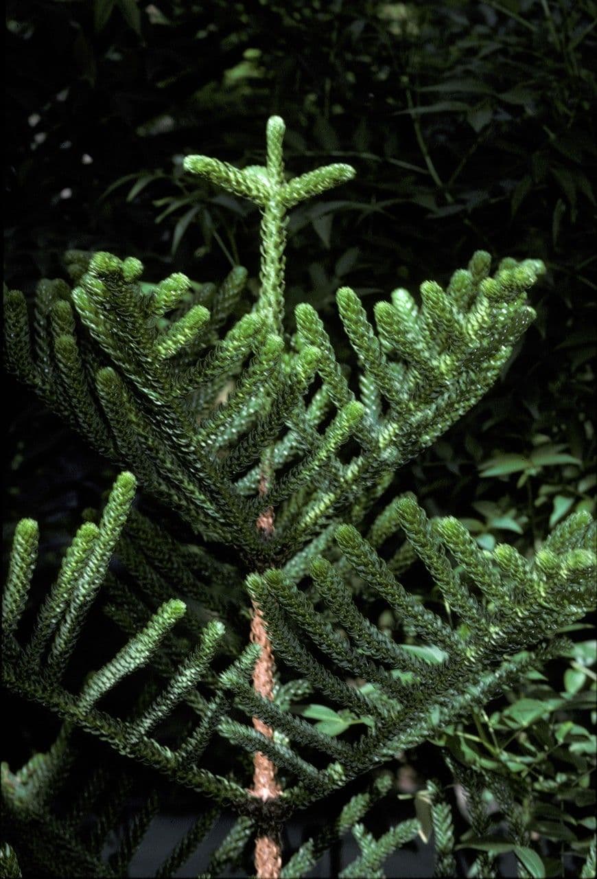 Araucaria 13