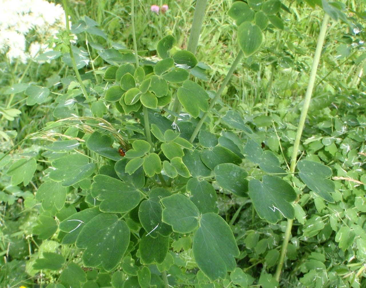 Akeleiblättrige Wiesenraute 26