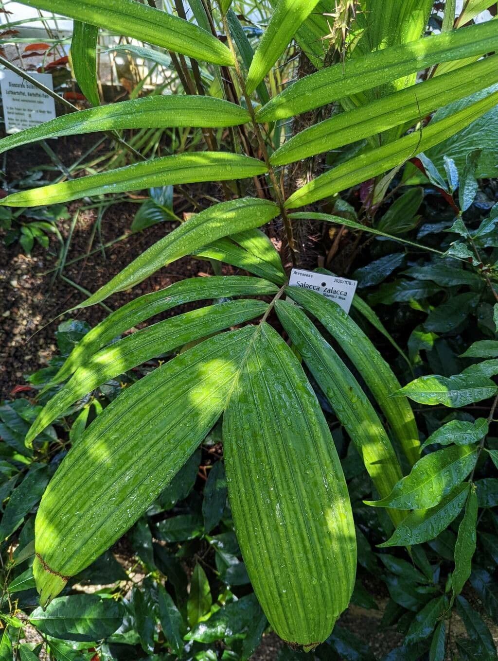 Salak 10