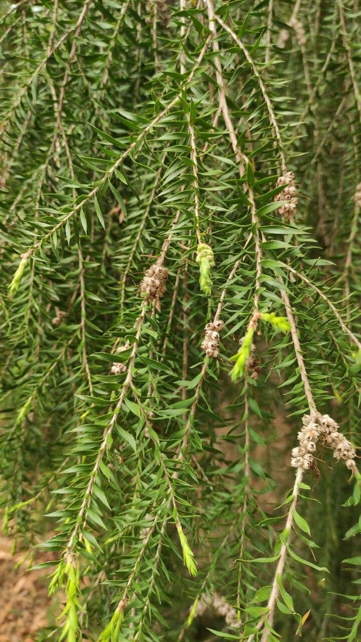 Melaleuca decorosa 2
