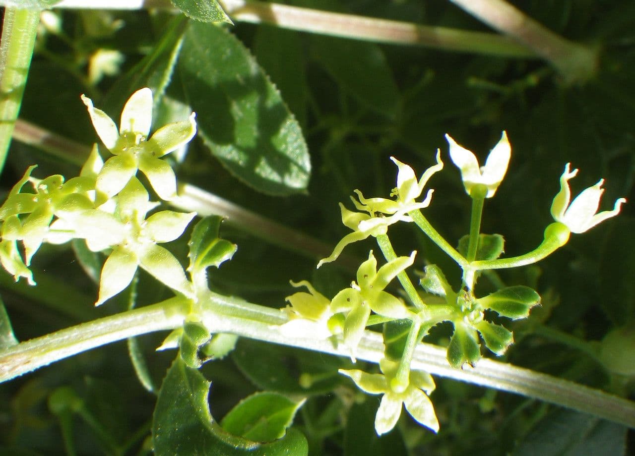 Schmalblättriges Färberkraut 3