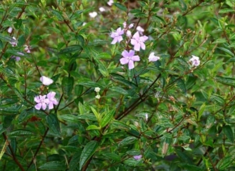 Tibouchina aspera