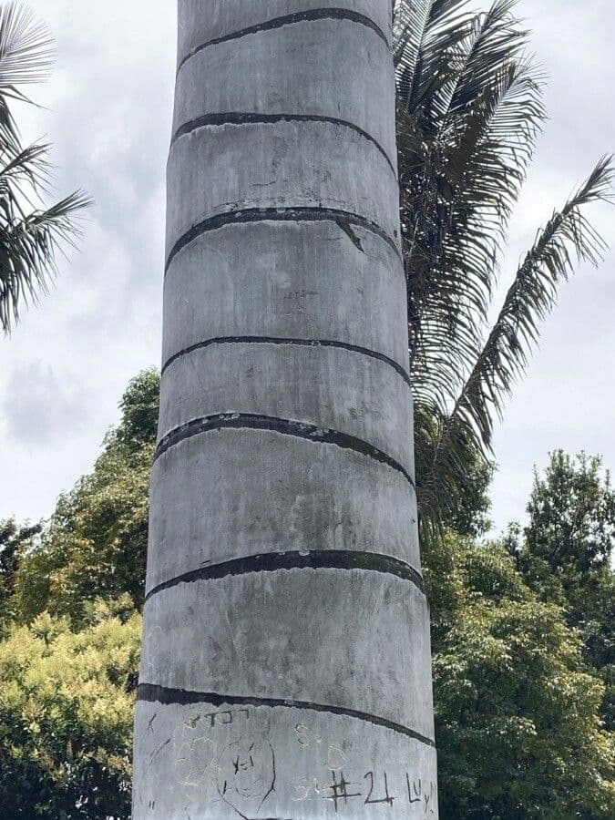 Ceroxylon quindiuense 3