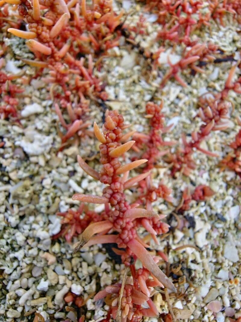 Suaeda marittima 2