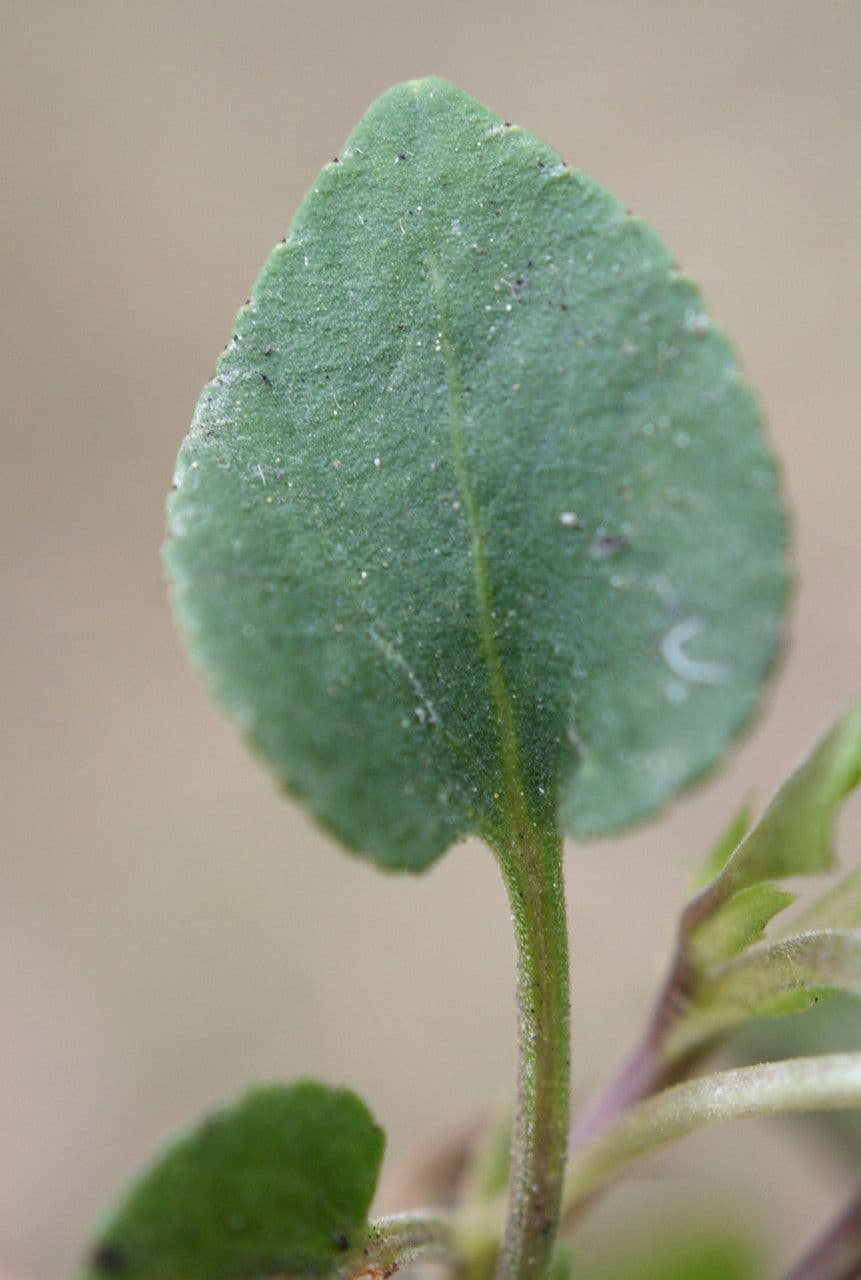 Viola rupestre 14