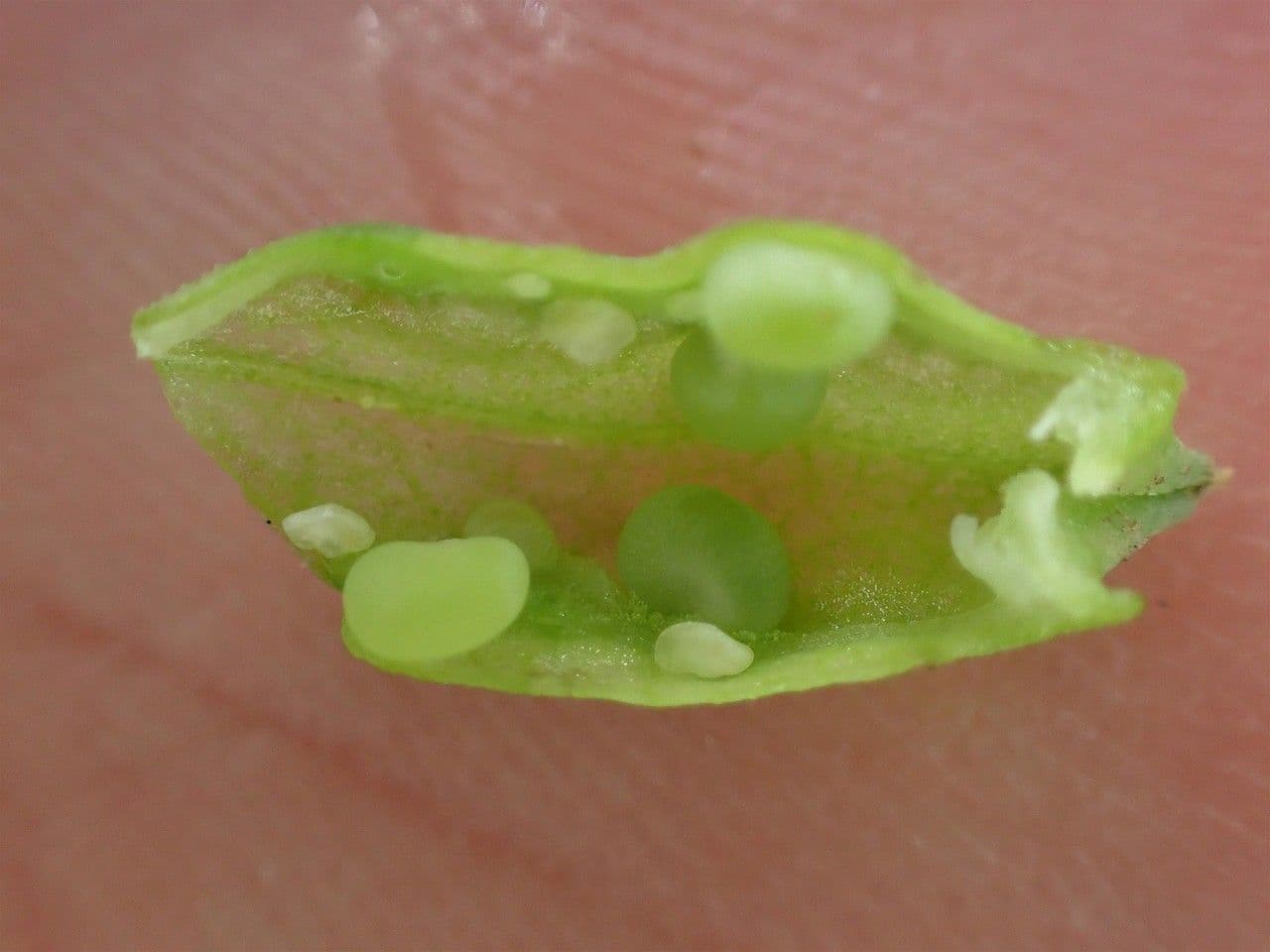 Reseda comune 28