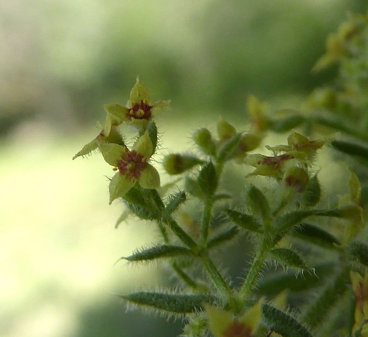 Galium 20