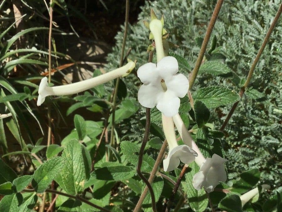 Sinningia 2