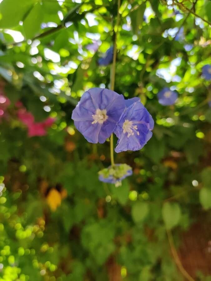 Jacquemontia pentanthos 4