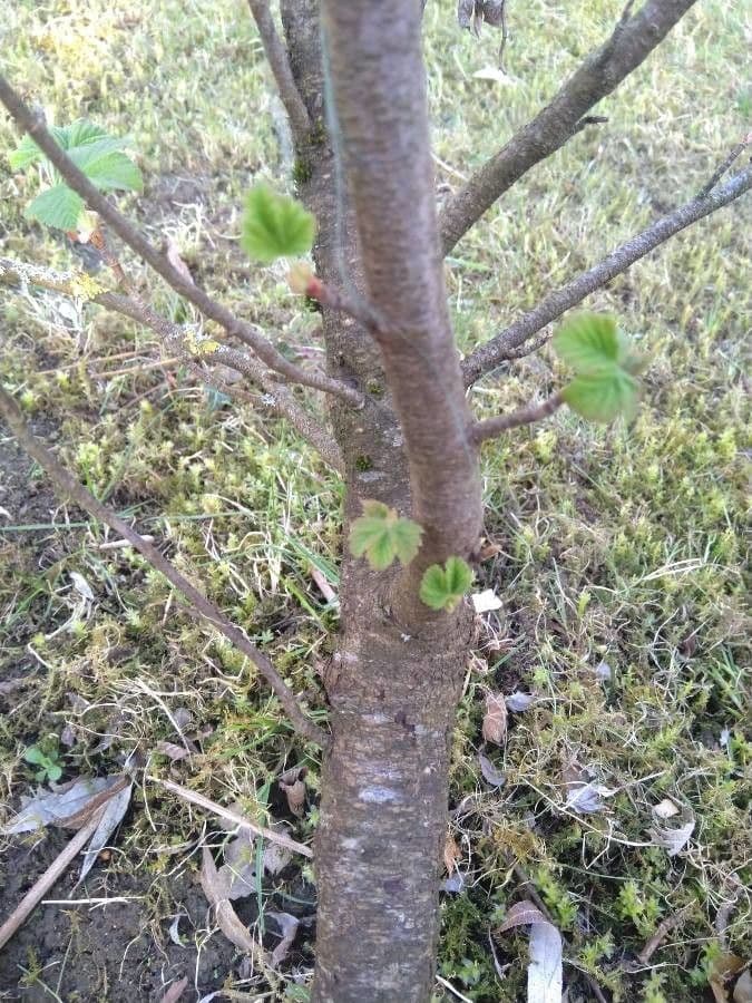 Ribes a fiori 22