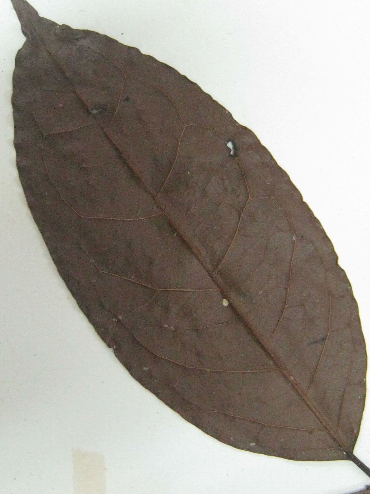 Eugenia