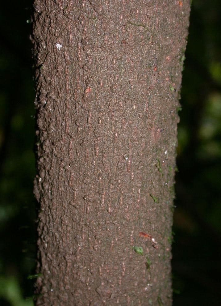 Balsamillo 10