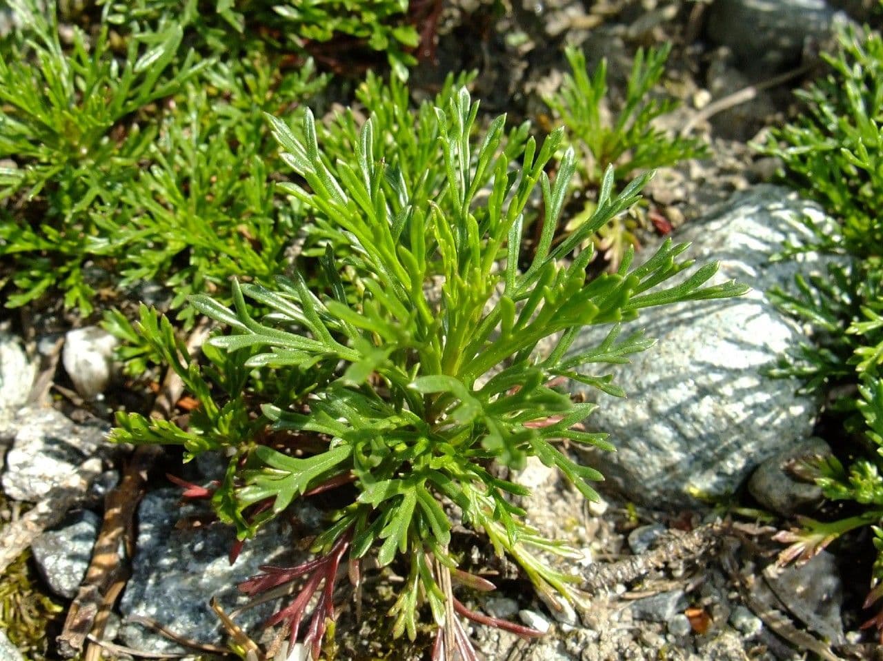 Jacobaea 10