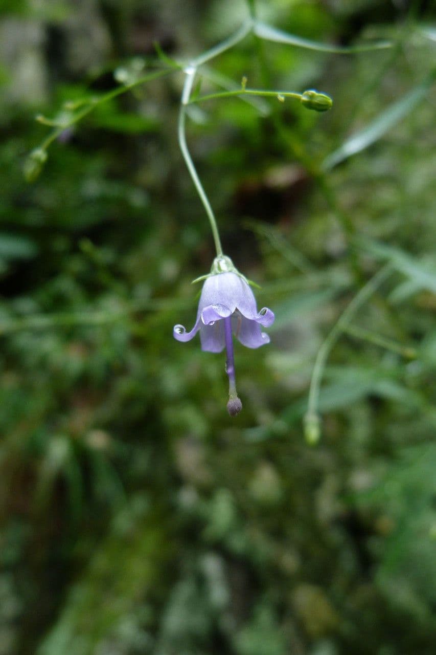 Campanula 3