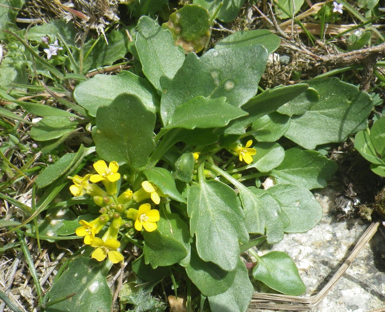 Barbareakresse 9